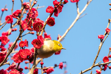鹿児島紅梅を飛び回り蜜を吸うメジロ