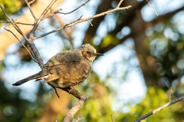小枝にとまるヒヨドリ