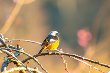小枝にとまるジョウビタキ