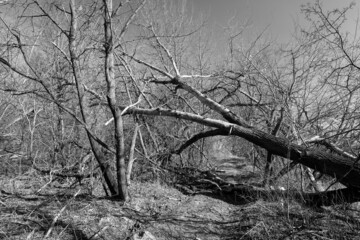 Przewrócone drzewo © Sagittarius