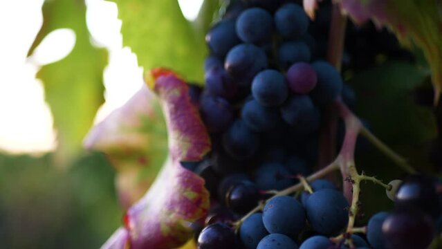 Raisin grappe