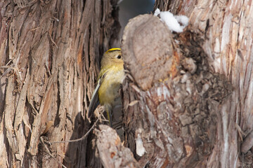 Regulus regulus sit on tree
Goldcrest sit on ground and snow Volgograd region, Russia.