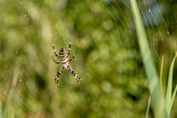 Yellow striped spider outside in green nature in her spider web. Argiope bruennichi also called zebra, tiger, silk ribbon, wasp spider in front of blurred background