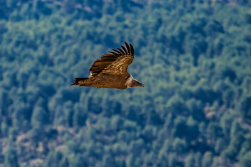 Griffon vultures, Gyps fulvus flying around the Serrania de Cuenca at Una, Spain.