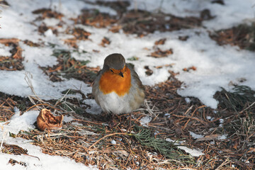 Erithacus rubecula sit on ground
European robin, robin, robin redbreast sit on snow Volgograd region, Russia