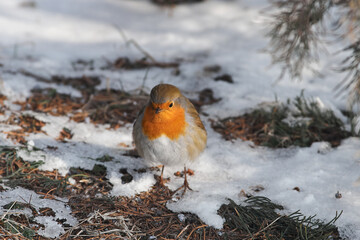 Erithacus rubecula sit on ground
European robin, robin, robin redbreast sit on snow Volgograd region, Russia