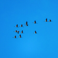 Common crane, Grus grus in Monfrague National Park. Extremadura, Spain