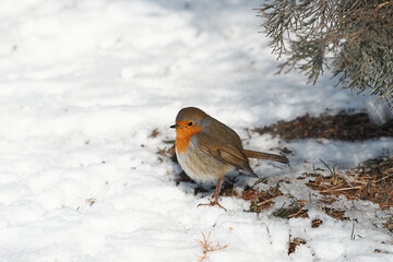 Erithacus rubecula sit on ground
European robin, robin, robin redbreast sit on snow Volgograd region, Russia