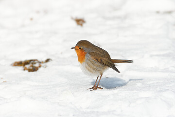 Erithacus rubecula sit on ground
European robin, robin, robin redbreast sit on snow Volgograd region, Russia