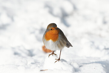 Erithacus rubecula sit on ground
European robin, robin, robin redbreast sit on snow Volgograd region, Russia