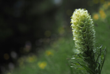 Strau&szlig;-Glockenblume im Parc Ela, Schweiz