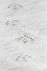 Traces oiseaux dans le sable