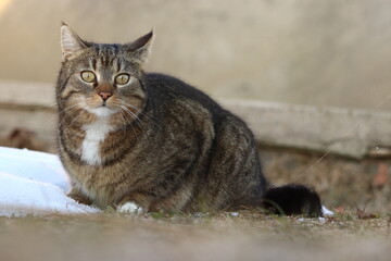 domestic cat sits crouched, lurks, has a white bib