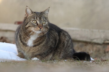 domestic cat sits crouched, lurks, has a white bib