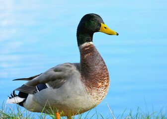 Mallard duck on the lake
