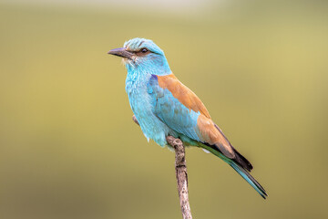 European roller on branch blurred background