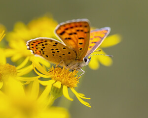 European Butterfly Sooty Copper on yellow Flowers