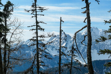 Obraz premium Scenic view of snow capped mountain peaks of Karawanks on the way to Sinacher Gupf in Carinthia, Austria. Mount Wertatscha is visible through dense forest in early spring. Rosental on a sunny day.Hike