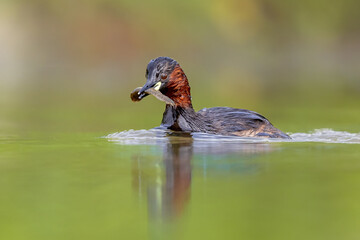 Little Grebe catching fish in pond