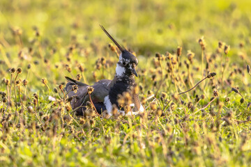Northern Lapwing breeding on nest