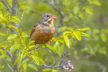 Ortolan Bunting Perched in Tree