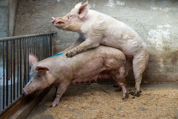 Schweinezucht: Eber bespringt Muttersau