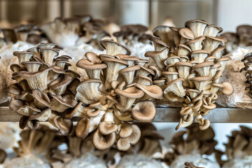 Pilzproduktion: Edelpilz Pleurotus (Austernpliz)