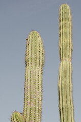 Cactus gigantes sobre cielo azul