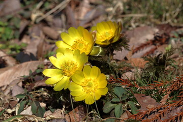 福寿草　幸せを招く　冬　（高知県　大豊町　南大王）
