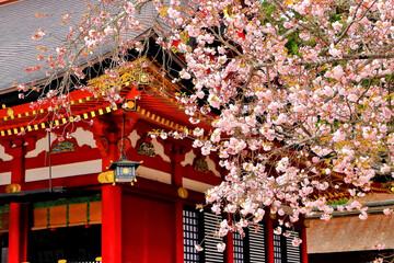 	神社唐門と美しい塩釜桜