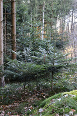 Clearing area in a spruce forest with some young fir trees and sunlight in a background. Renewable energy resources.