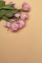 a cute bouquet of pink tulips on a beige background