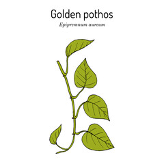 Golden pothos, or ivy arum Epipremnum aureum , house plant