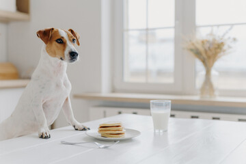 Pedigree dog poses at white desk, wants to eat pancake and drink glass of milk, poses over kitchen...