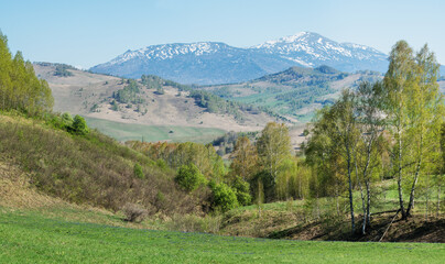 Fototapeta na wymiar View of mountains in early summer, greenery of forests and meadows, snow on the peaks