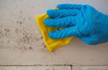 Close-up of woman's hand in blue gloves cleaning mold from wall. Formation of black mold due to...