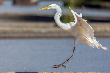 The majestic Great Egret landing also know as Garça or garceta. Species Ardea alba. Animal world. Bird lover. Birdwatcher. birding