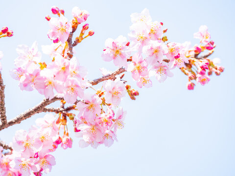 Beautiful pink cherry blossoms or sakura flowers in full bloom, Warm spring background, Nobody © Akio Mic