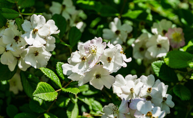 Obraz na płótnie Canvas White Multiflora Rose bush (Rosa polyantha), also known as Seven-Sisters, Baby, Japanese and many-flowered rose in Adler (Sochi). Close-up of beautiful flower, spring and summer blooming background.