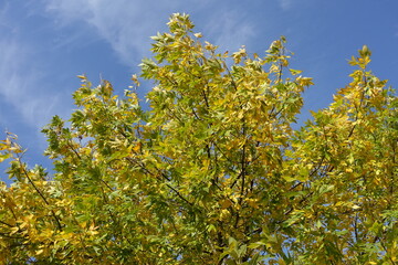 Bright green and yellow autumnal foliage of Fraxinus pennsylvanica  against blue sky in mid October