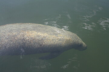 Naklejka premium Manatee in the water of the Florida Keys - Manatee-Kuh im Wasser vor den Florida Keys