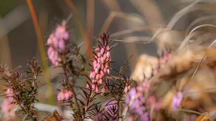 e dal freddo, si rinasce