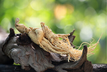 Ginseng or Panax ginseng on bokeh nature background.