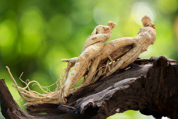 Ginseng or Panax ginseng on bokeh nature background.