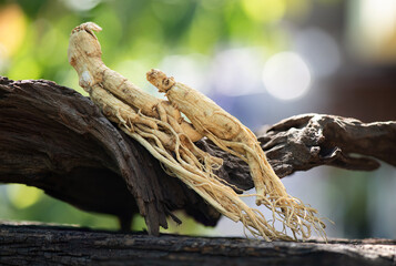 Ginseng or Panax ginseng on bokeh nature background.