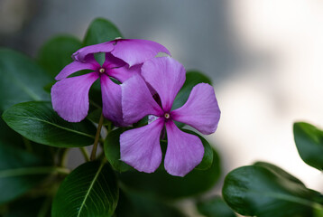 Catharanthus roseus or west indian periwinkle flowers on nature background.