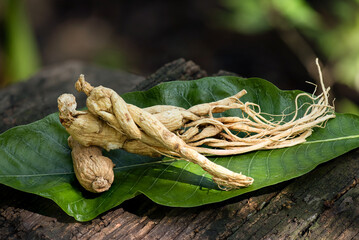 Ginseng or Panax ginseng on an old wood background. - obrazy, fototapety, plakaty