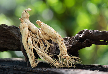 Ginseng or Panax ginseng on bokeh nature background.