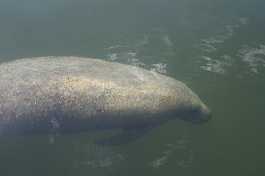 Manatee in the water of the Florida Keys - Manatee-Kuh im Wasser vor den Florida Keys