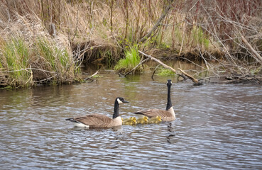 Country goose family